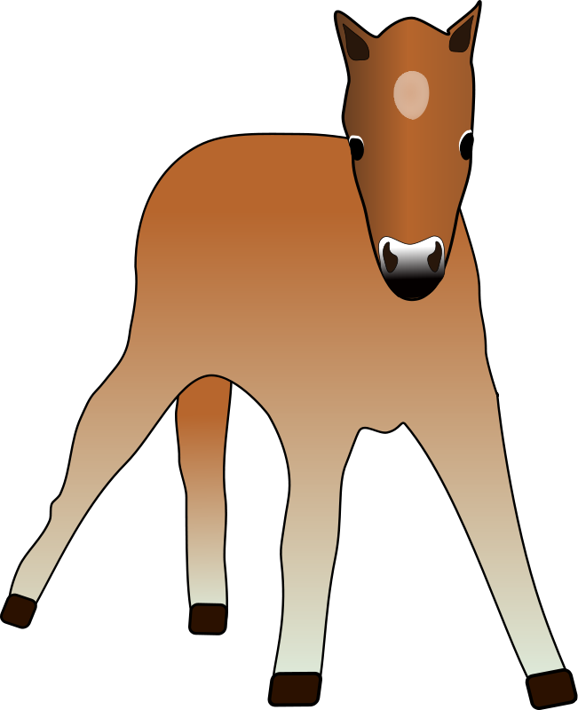 Foal