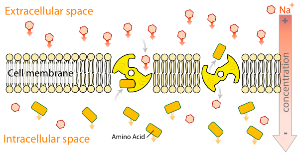 Scheme Secundary Active Transport En clip art