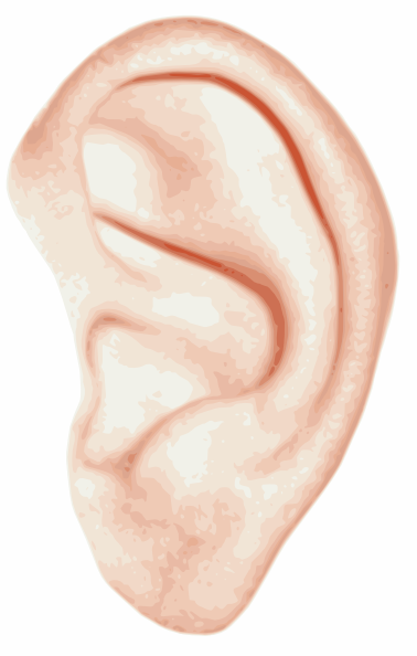 Human Ear clip art