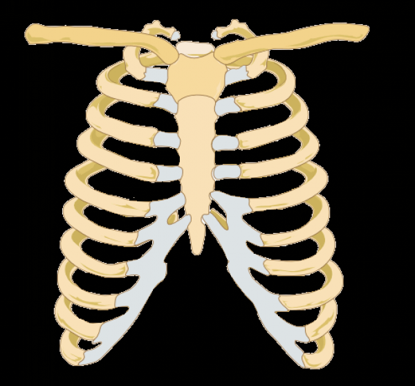 Rib Cage clip art