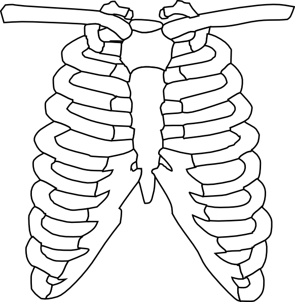 Rib Cage clip art