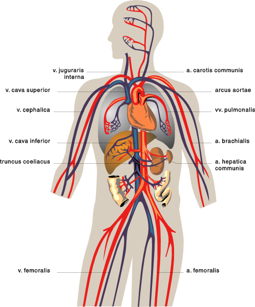 Veins Medical Diagram clip art