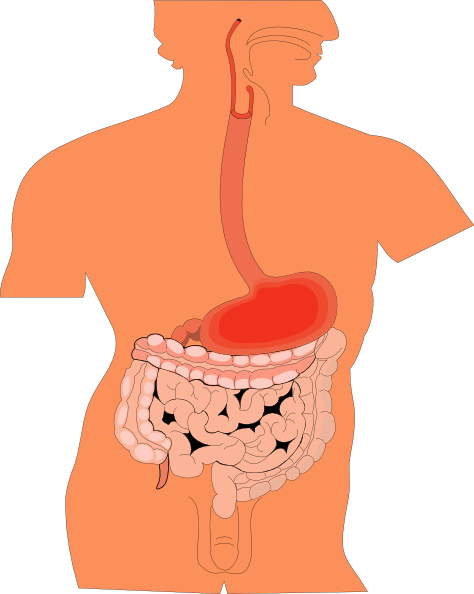 Digestive Organs Medical Diagram clip art