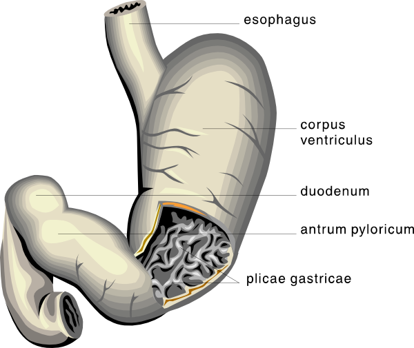 Stomach Medical Diagram clip art