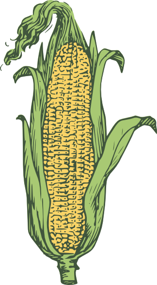 Ear Of Corn Colored clip art