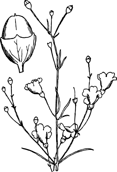 Agalinis Obtusifolia clip art