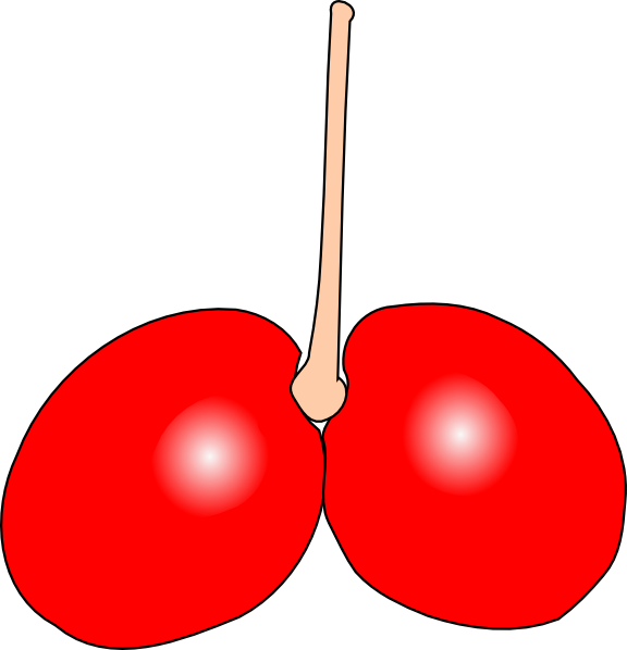 Cherry Double clip art