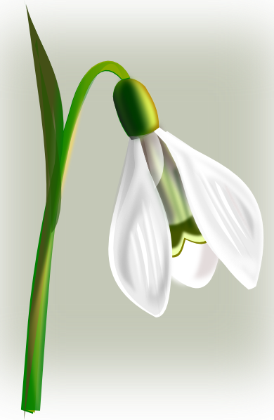 Snow Drop clip art