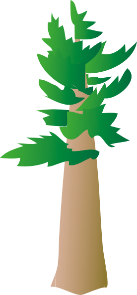 White Pine Tree clip art