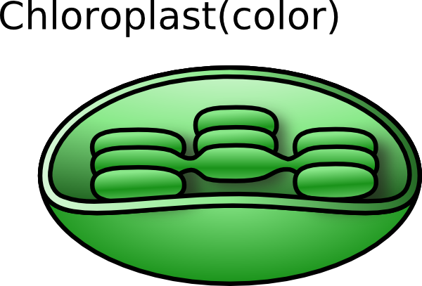 Torisan Chloroplast clip art