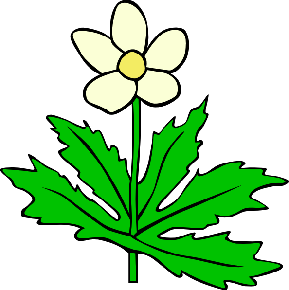 Anemone Canadensis Flower clip art