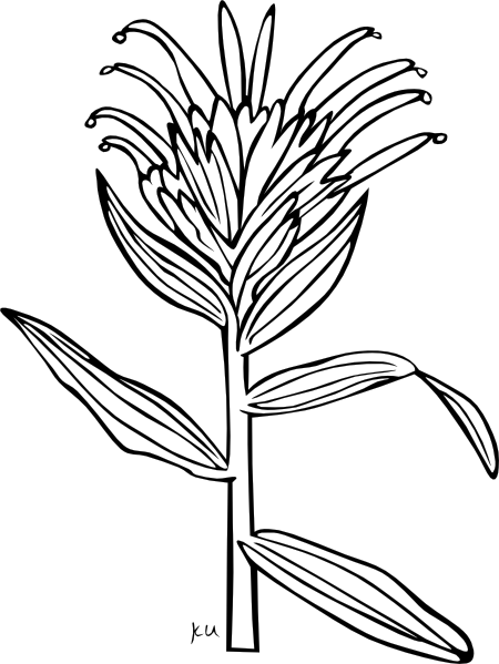 Ku Castilleja Miniata Outline clip art