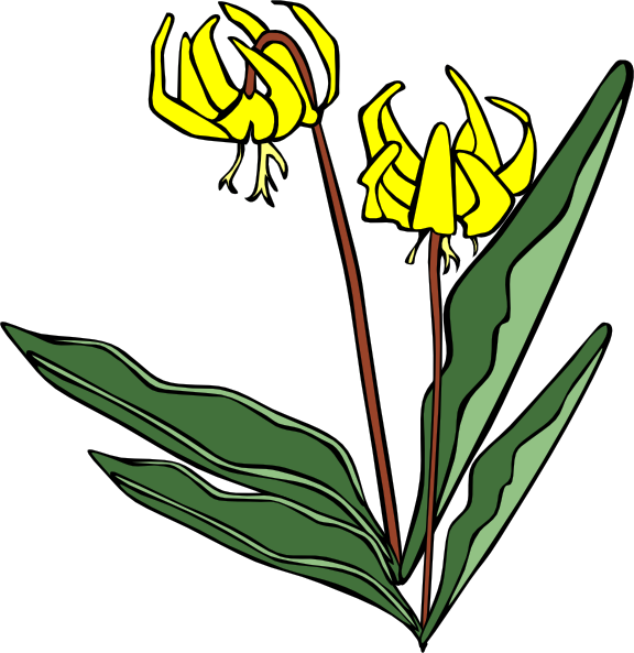 Gg Erythronium Grandiflorum clip art