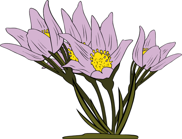 Anemone Patens clip art