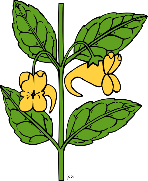 Ku Impatiens Aurella clip art