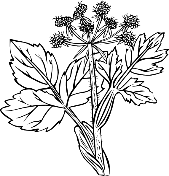 Heraculeum Lanatum clip art