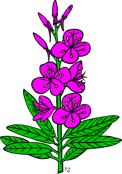 Ku Epilobium Angustifolium clip art