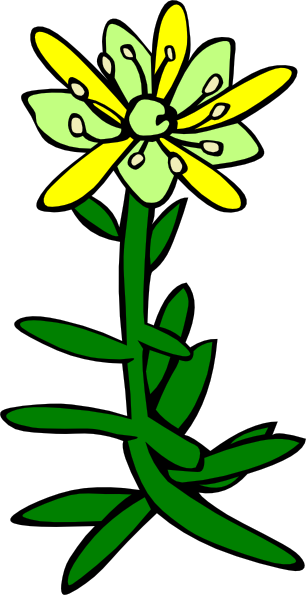 Gg Saxifraga Aizoides clip art