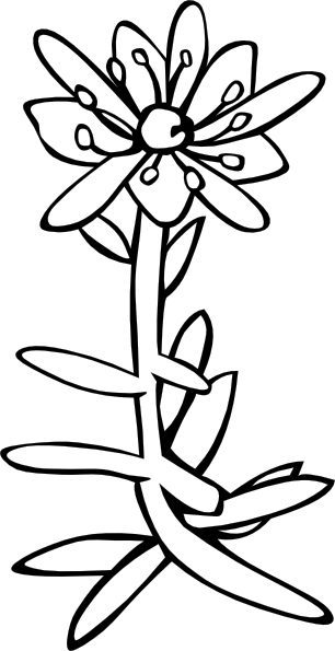 Gg Saxifraga Aizoides Outline clip art