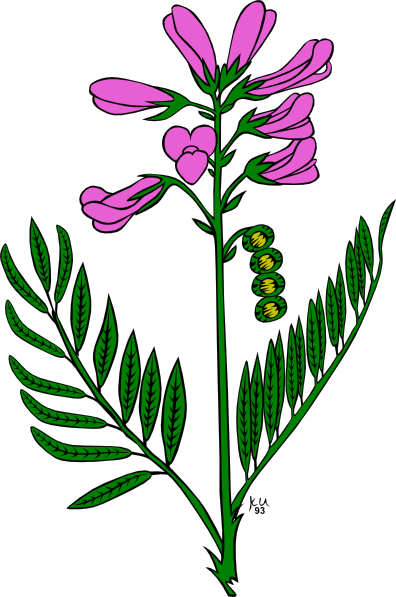 Purple Flower clip art