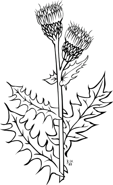 Ku Cirsium Arvense Outline clip art