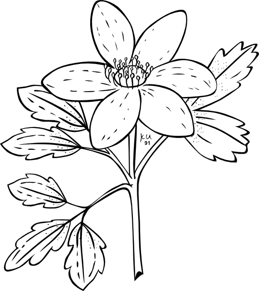 Ku Anemone Piperi Outline clip art