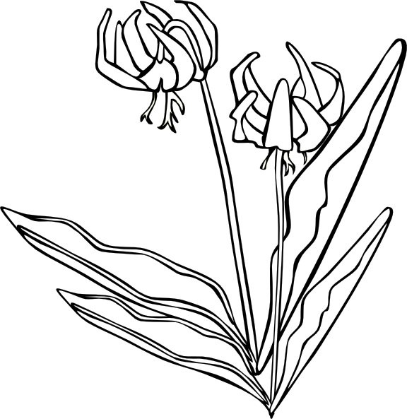 Gg Erythronium Grandiflorum Outline clip art