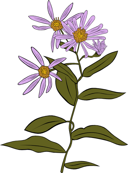 Aster Conspicuus clip art