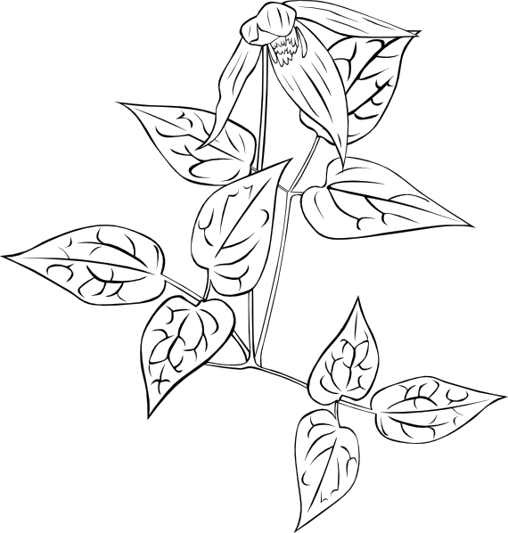 Clematis Occidentalis Outline clip art