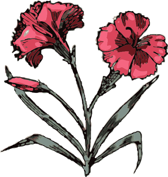 Carnation clip art