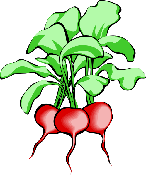 Beets clip art