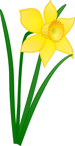 Daffodil clip art