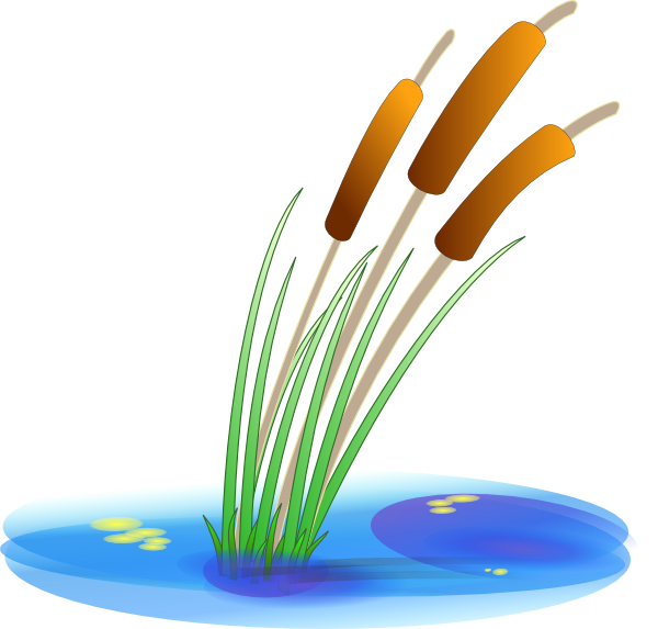 Reed clip art