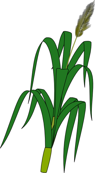 Wheat Plant Food clip art