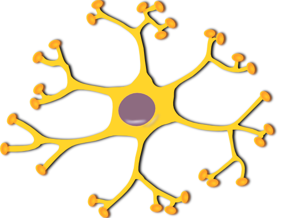 Neuron Interneuron clip art