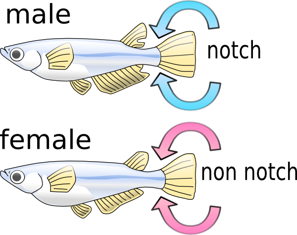 Torisan Killifish clip art