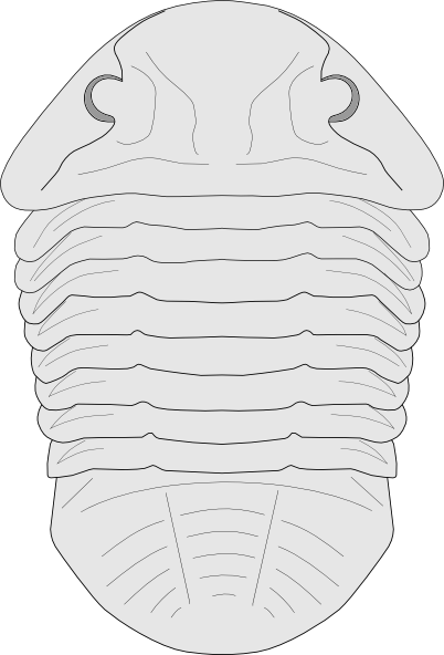 Fossil Of The Asaphus Species clip art