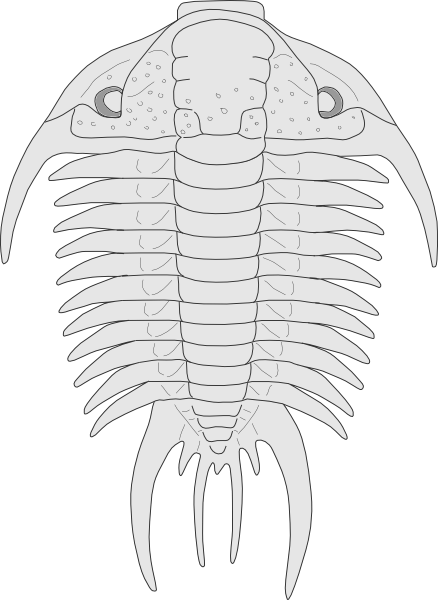 Fossil Of The Asaphus Species clip art