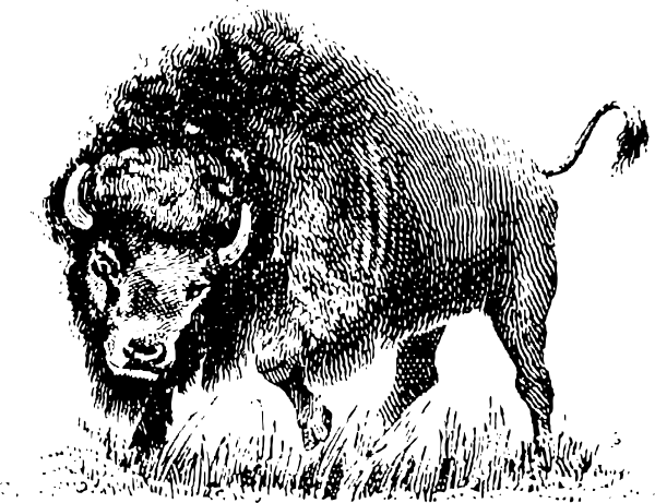 Buffalo clip art