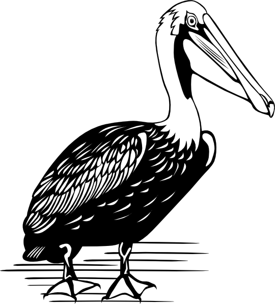 Pelican clip art