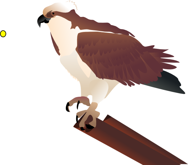 Osprey Standing On Branch clip art