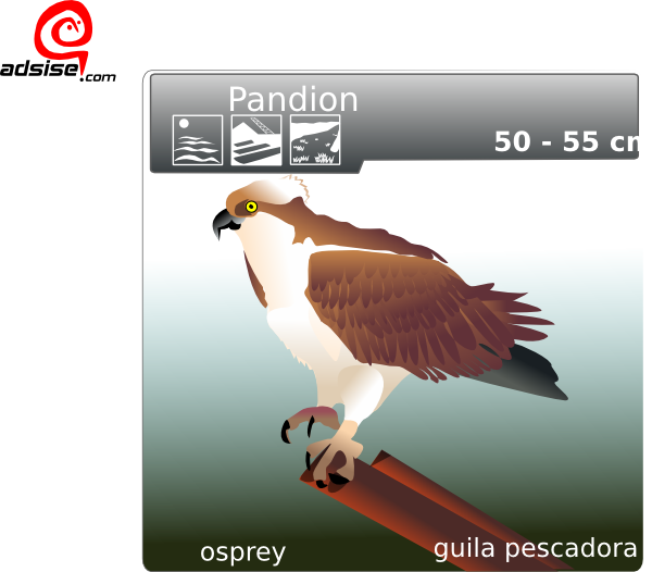 Aguila Pescadora clip art