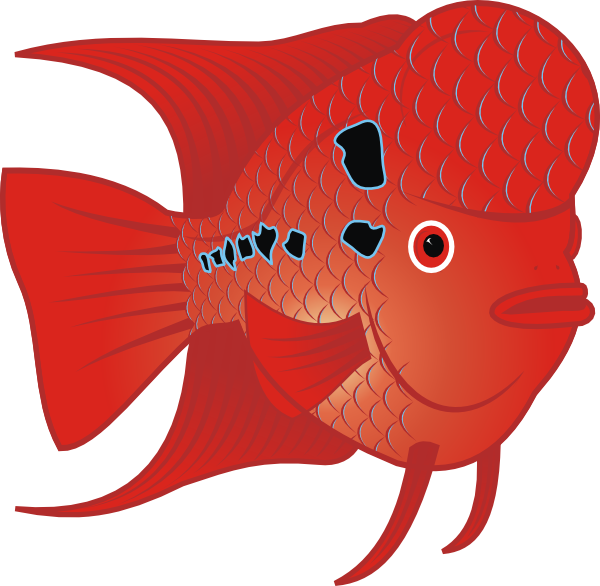 Danz Flowerhorn Fish clip art