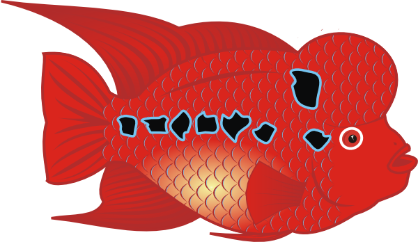 Danz Flowerhorn Fish clip art