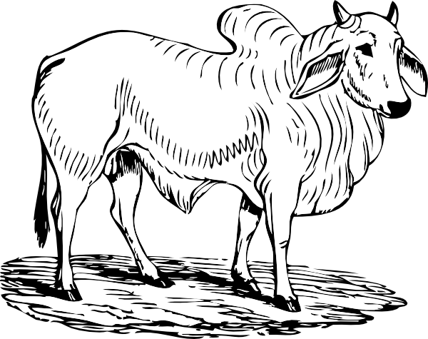 Brahma Bull clip art