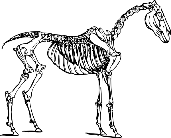 Horse Skeleton clip art