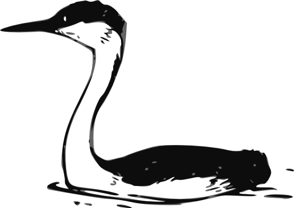 Western Grebe clip art