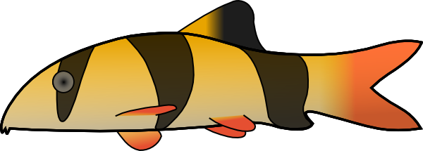 Clown Loach clip art