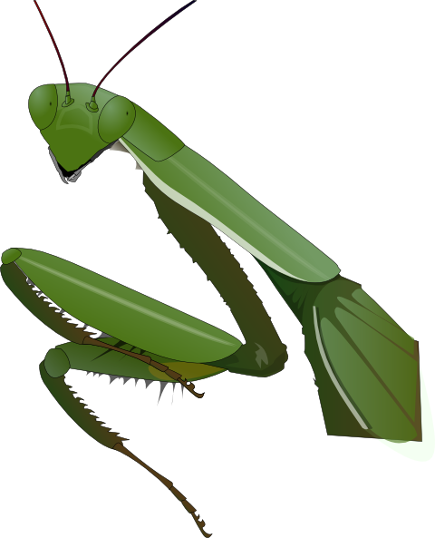 Praying Mantis clip art