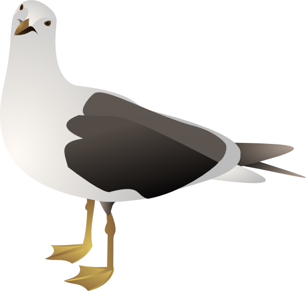 Gull clip art